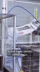 Tablet çikolatanın üretim serüvenine tanık oluyoruz