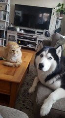 Dreaming DragonCat HOME