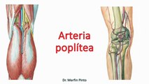 Arteria poplítea #elcuerpoymas #salud #medicina #anatomía