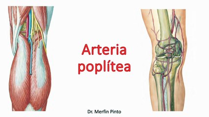 Arteria poplítea #elcuerpoymas #salud #medicina #anatomía