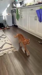Cat Sneakily Approaches Person Like Detective