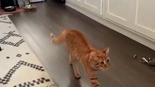 Cat Sneakily Approaches Person Like Detective