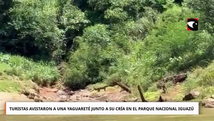 Increíble avistamiento: madre y cría de yaguareté sorprendieron a turistas en el Parque Naci