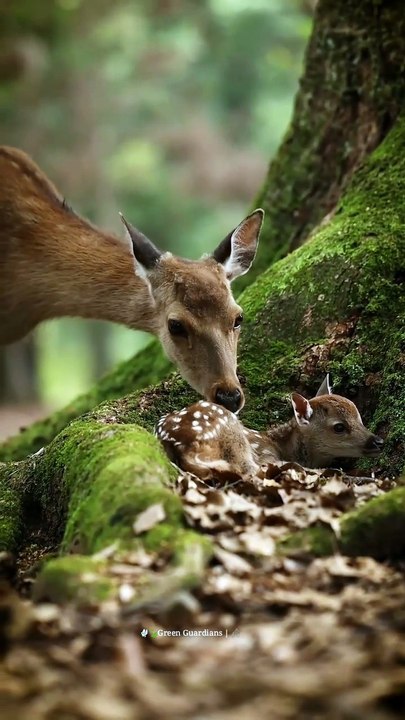 Dear with baby
