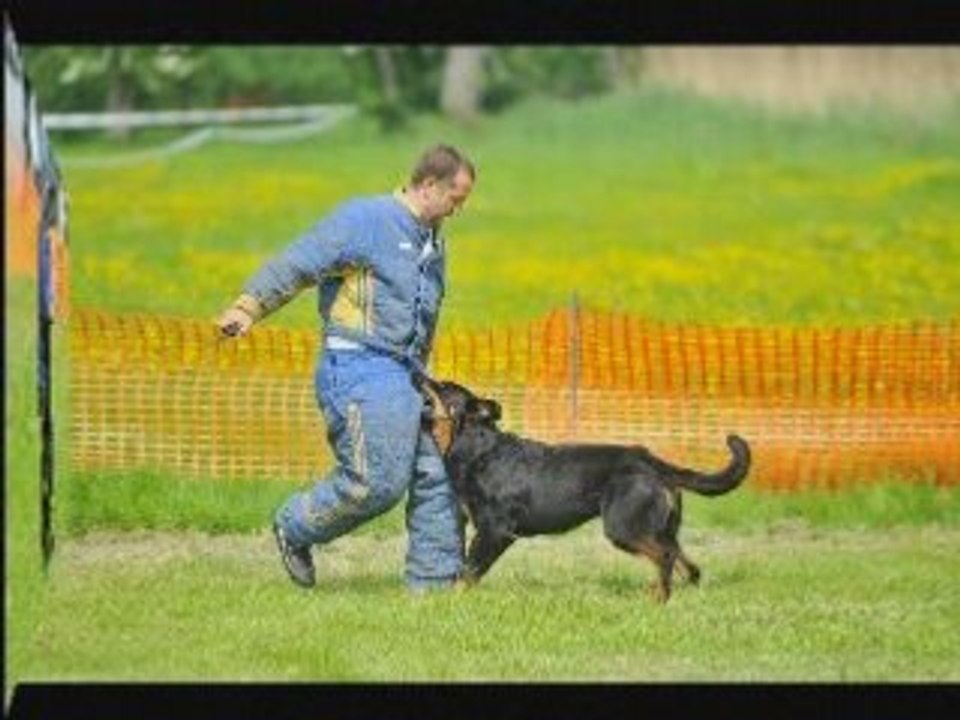 Artzain ring 2 NE 2008