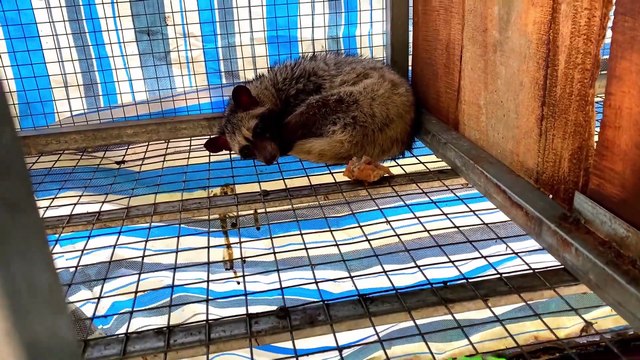 Cách cho chồn hương uống thuốc trị tiêu chảy – Hiệu quả, an toàn, dễ thực hiện