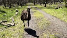 Emu bird