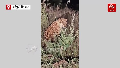 नांदेडच्या वडेपुरी शिवारात बिबट्याचा वावर; गावकऱ्यांसह  शेतकऱ्यांमध्ये भीतीचं वातावरण