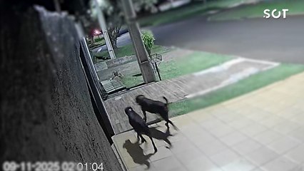 Ataque de rottweilers deixa homem ferido e mobiliza forças de segurança em Cascavel