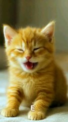 “The cutest little morning stretch ever 😻☀️”