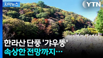 [자막뉴스] 무려 17일 '지각' 한라산 단풍, 문제는... / YTN