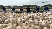 New on-farm lamb price records at Maroona sale