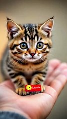 Funny Baby Cat on Finger 🐈🥰 #shorts #shortvideo #short #viral #viralvideo #shortsfeed #shortsvideo