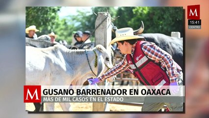 Oaxaca es el segundo estado con más casos de gusano barrenador de ganado