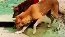 This content for evryone Funniest Dog Video Ever – You Won’t Stop Laughing!” “This Dog’s Reaction Will Make Your Day 😂🐶” “Cute Dog Doing Hilarious Things – Must Watch!” “Dogs Being Silly Compilation – Try Not to Laugh!” “This Funny Dog Just Stole the Sh