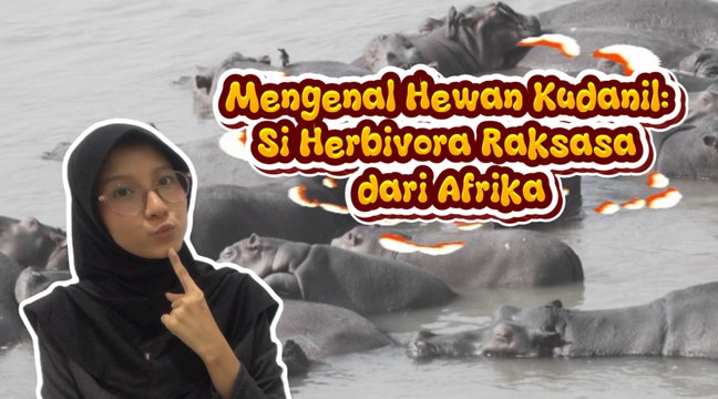 Mengenal Kudanil, Si Herbivora Raksasa dari Afrika-Serius Ini Hewan?