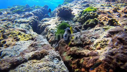 Trigger fish puts up trigger fin with sun on his back on beautiful tropical coral reef. Richelieu ro