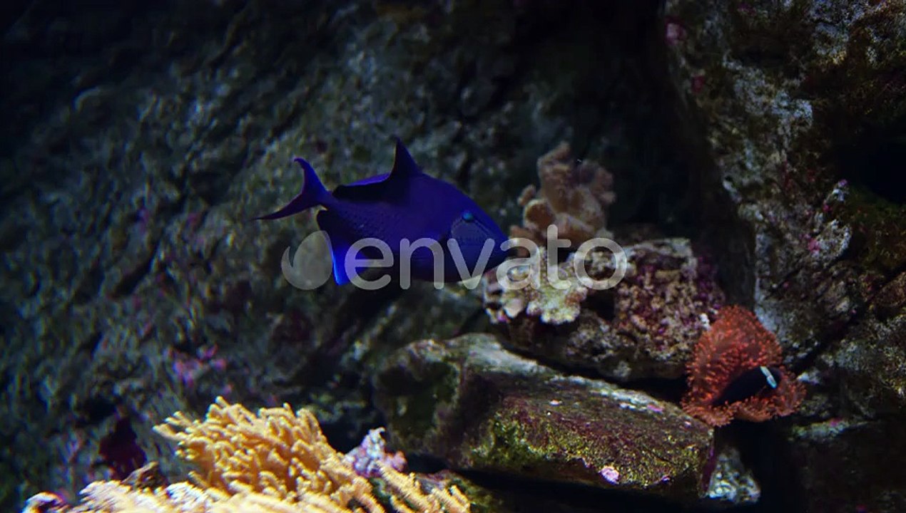 Redtoothed triggerfish (Odonus niger) or blue pusher fish near coral reef - tracking