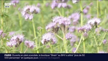 La phacélie colore les champs bretons de violet et c'est une bonne nouvelle pour... les abeilles