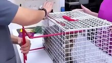 Animals is Funny
