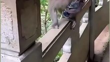 Animals is Funny