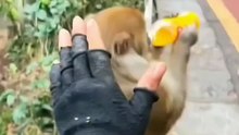 Animals is Funny