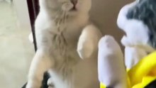 Animals is Funny