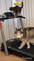 _The Funniest Animal Moments You_ll See Today 😂🐾 _ Try Not to Laugh__ _Shorts _funny _funnyanimals