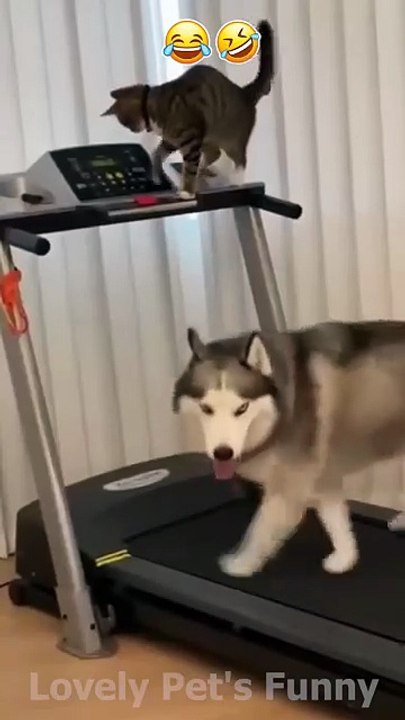 _The Funniest Animal Moments You_ll See Today 😂🐾 _ Try Not to Laugh__ _Shorts _funny _funnyanimals