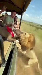 Pitbull Attacks Lion on Safari? Unbelievable Wildlife Encounter!