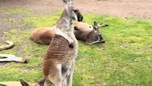 Kangaroo 🦘