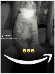 🤣 #funnymoments #funnycat  #fypviral