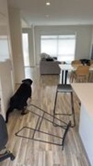 Rottweiler Slips on Parquet Floor and Stumbles Into Bar Chairs