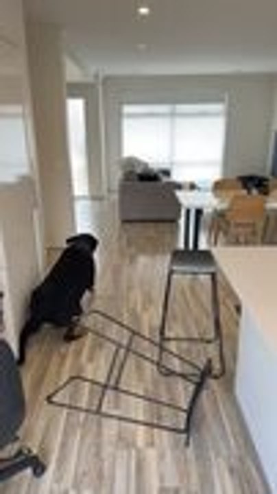 Rottweiler Slips on Parquet Floor and Stumbles Into Bar Chairs