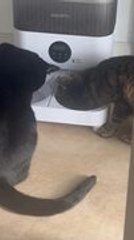 Black Cat Steals Food From Other Cat's Bowl