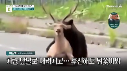 “상상보다 훨씬 크다”…야생곰과의 전쟁 벌이는 日