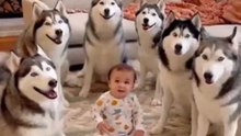 babies vs dog