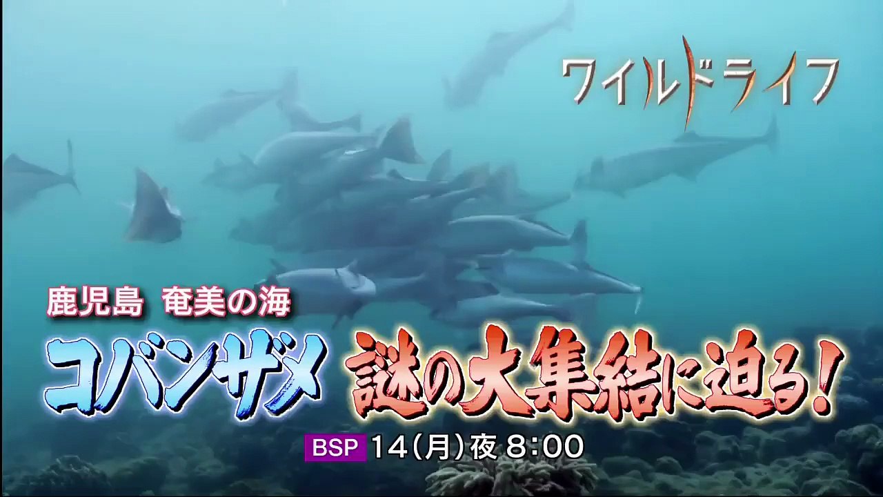 麒麟がくる#23