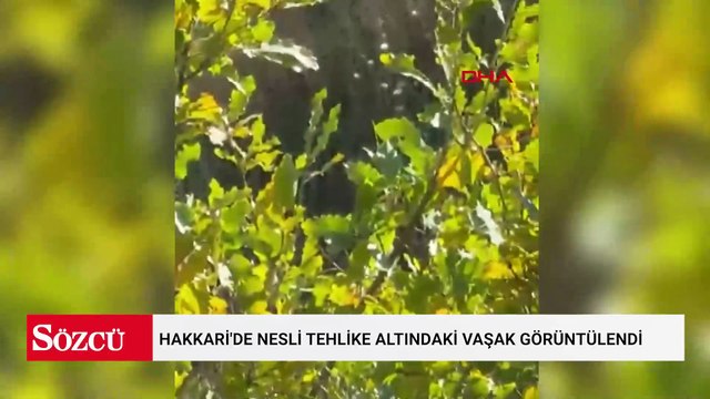 Hakkari'de nesli tehlike altındaki vaşak görüntülendi
