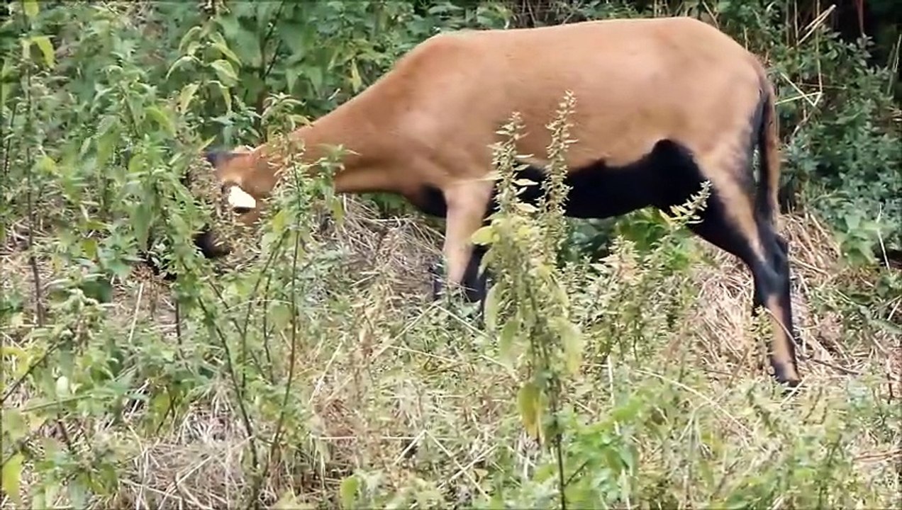 Chèvres et moutons