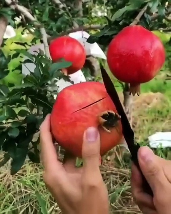 How to effectively slice a pomegranate  [📹:@murtazasats ]