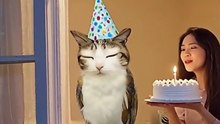 Happy Birthday Meowl