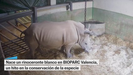BIOPARC Valencia vive con emoción y “en directo” el primer nacimiento de un rinoceronte