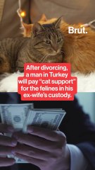 A man is paying cat support for felines he lost in a divorce.
