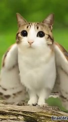 Meowl is so lonely #meowl #newsoul #memes #meme #cat #cats #catshorts #catmemes #viral #fyp