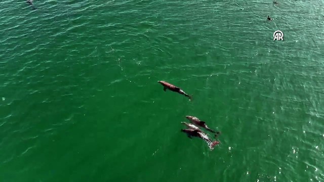 Karadeniz'de dolaşan yunuslar görüntülendi