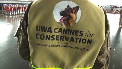 Sniffer dogs fight wildlife trafficking in Uganda