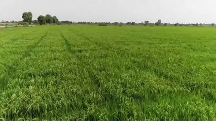 Sustainable agriculture boosts yields, generates carbon credits for Nigerian farmers