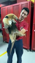 Família de Blumenau recebe visita inusitada de tamanduá-mirim e bombeiros são mobilizados