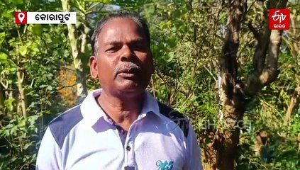 ବାଘ ବୁଲୁଥିବା ଭିଡ଼ିଓ ଭାଇରାଲ, ଟ୍ରାପ କ୍ୟାମେରାରେ ଚାଲିଛି ଖୋଜା